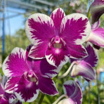 Dendrobium Angkran Red Splash Dendrobium Angkran Red Splash
